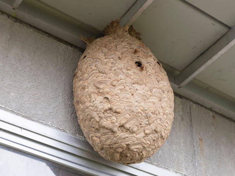 Nid de frelons fixé sous une toiture