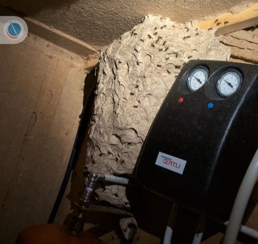 Nid de guêpes dans une chaufferie, à côté d'une chaudière